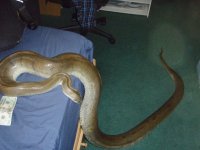 male green het albino 11.jpg