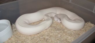 snakes 001.jpg