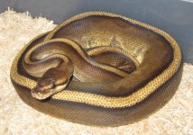 snakes 004.jpg