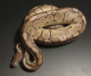 Snake Pics 7-28-12 001.jpg