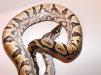 spotnose3.jpg
