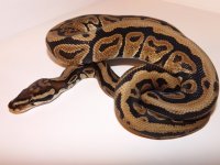 spotnose4.jpg