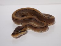 pinstripe4.jpg