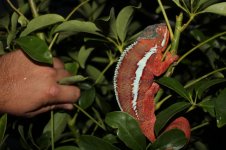 ambilobe 001.jpg