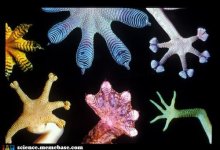 Gecko feet.jpg