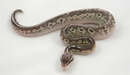 C12 Black Pewter Lesser M1.pic3.jpg