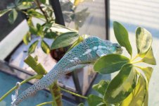 chameleons and logo 044.jpg