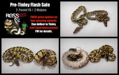 tinley pair collage.jpg