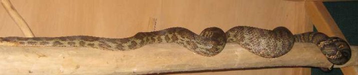 Fat Lilith on branch.jpg