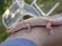 pinky2.jpg