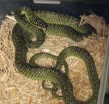 snakes 059.JPG