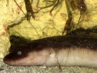 amphiuma profile 2012.jpg
