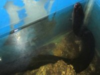 amphiuma.jpg