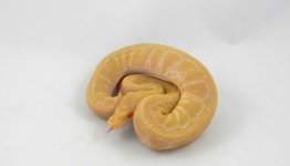 C1 Albino Pinstripe F1.jpg