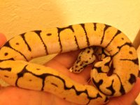 BumbleBelly.jpg