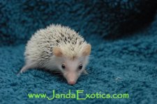 DSC_0376_wtm.jpg