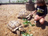 tortoises.jpg