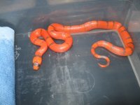 '12 hypo hondo female #1.jpg