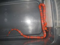 '12 hypo hondo male 002.jpg