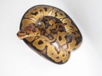 Clown 100% Het. Hypo Male #1b.jpg