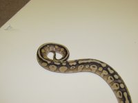 new clutches 015.JPG