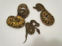 new clutches 017.JPG
