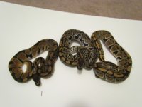 new clutches 022.JPG
