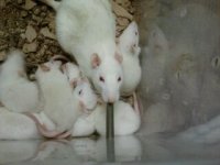 Live Rats live rats for sale | FaunaClassifieds