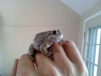 CLfrog_001.jpg