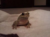 CLfrog_002.jpg