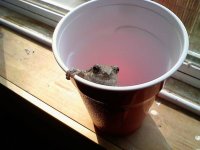 CLfrog_003.jpg