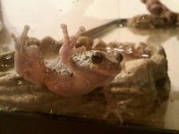 CLfrog_004.jpg