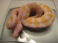female albino 8-2.jpg