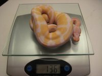 female albino 8-2 (2).jpg