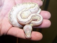 Emperor Pin 002.jpg