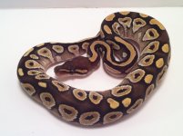 mojave.jpg