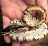 clearshedbelly1.jpg