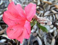 Ghost - Azalea - 2.JPG