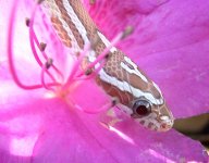 Ghost - Azalea - 3.JPG