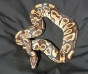 IMG_20130401_133015.jpg