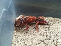 geckos 007.JPG