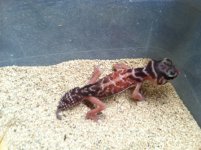 geckos 010.JPG