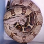 het albino.jpg