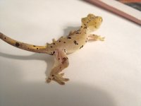 DSCF6514.jpg