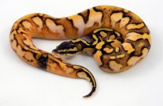 Pastel calico Enchi.jpg
