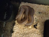 boas and racks 002.JPG