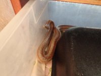 boas and racks 004.JPG