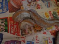 boas and racks 009.JPG