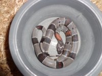 boas and racks 011.JPG