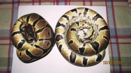 dinkers 003.jpg